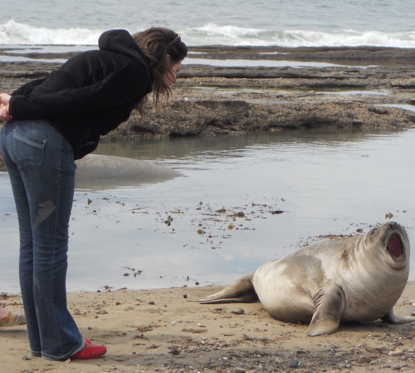voyage, ailleurs, phoque, aventure