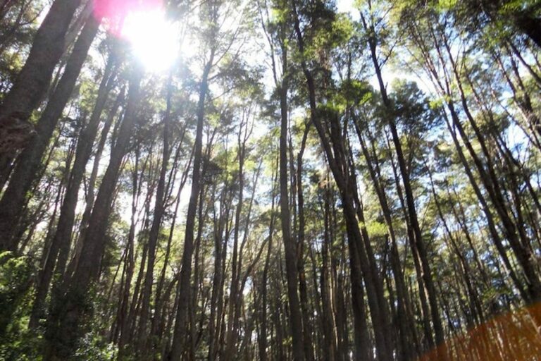 billet3 foret 1024x768 1 min