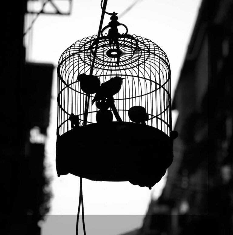 billet 14 2016 05 life of pix free stock birds cage street sergiorola min