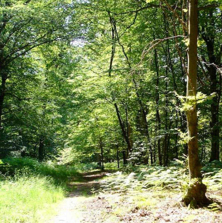 mathilde vermer chroniques min