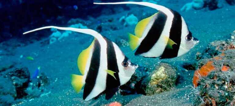 billet 19 poissons phi phi min