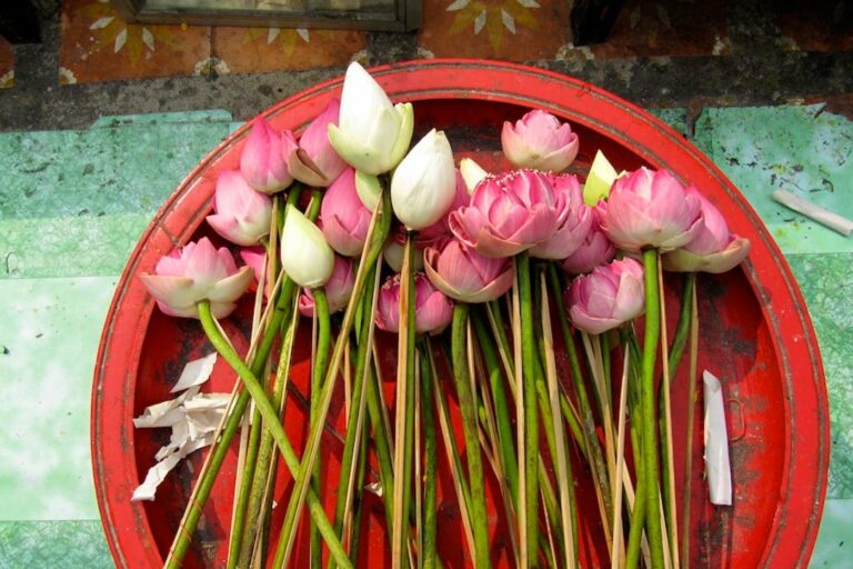 offrande de fleurs dans un temple min