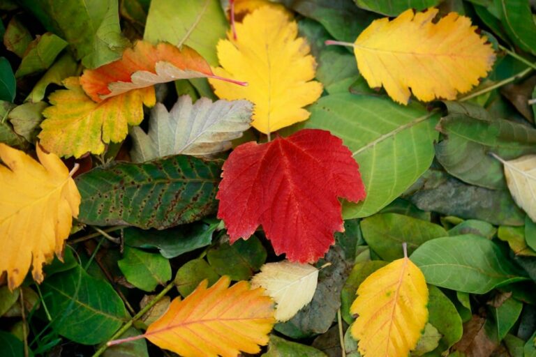 billet 34 automne min