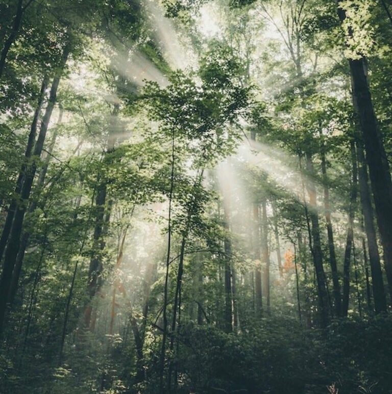 vermeer billet 12 arbres lumiere