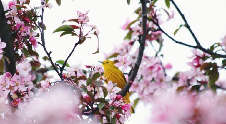 oiseau dans arbre e1616710018294