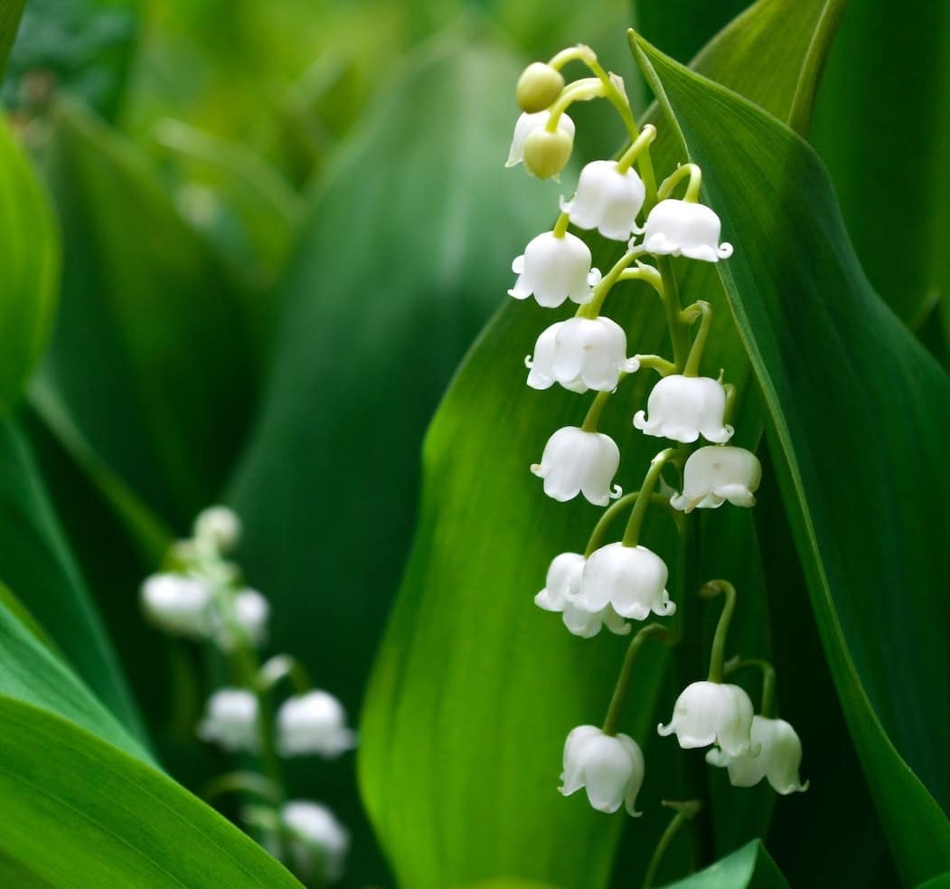 2022 / 14 : LES PROMESSES DU MUGUET