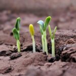 Germination, graines qui poussent, Mathilde Vermer, chronique, changement, foi, espoir, monde nouveau, accueillir