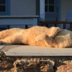 Chat, Grèce, dormir, repos, ralentir, respirer, recharger les batteries, profiter de la vie, chroniques, Mathilde Vermer