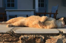 2023 / 12 : TRANQUILLE COMME UN CHAT