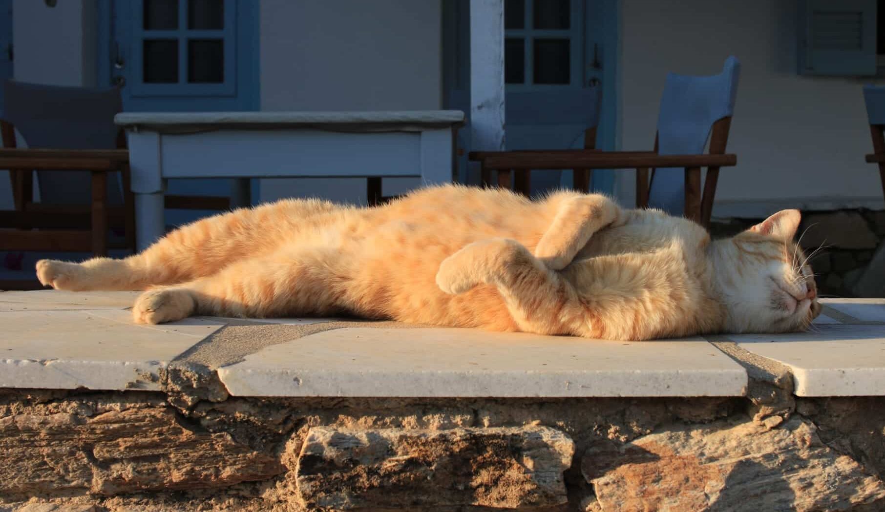 2023 / 12 : TRANQUILLE COMME UN CHAT