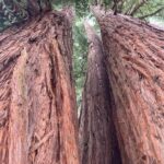 séquoia, arbre remarquable, beauté, nature, vivant, monde végétal, printemps, se relier, aimer, prendre soin, protéger, écologie, poésie
