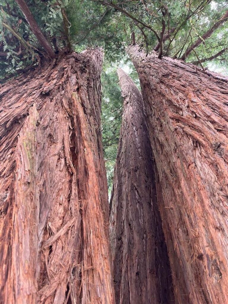 sequoia