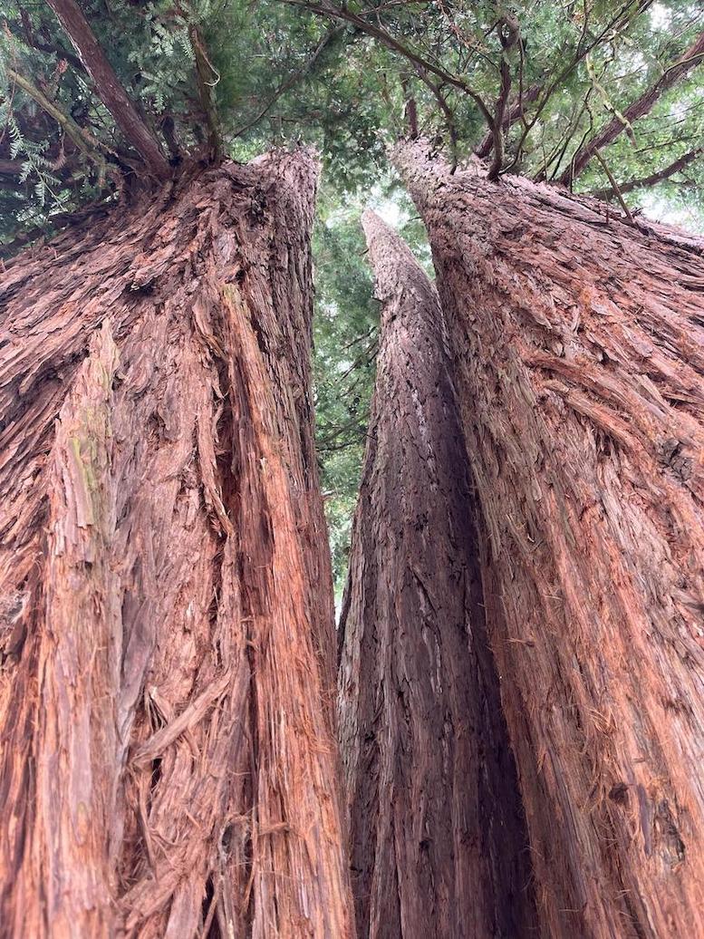 2024 / 7 : SEQUOIA