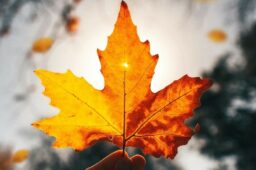 2025 / 19 : AU DIAPASON DES FEUILLES QUI TOMBENT